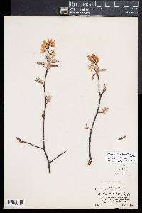 Amelanchier canadensis image