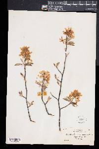 Amelanchier canadensis image