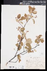 Amelanchier canadensis image