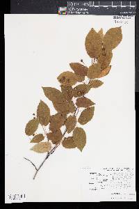 Amelanchier canadensis image