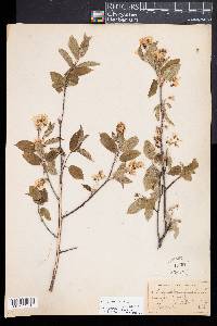 Amelanchier canadensis image