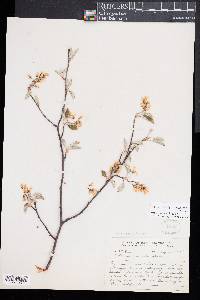 Amelanchier canadensis image