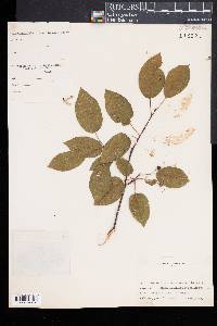 Amelanchier canadensis image