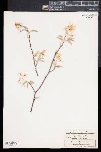 Amelanchier canadensis image