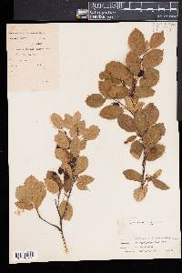 Amelanchier canadensis image