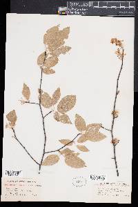 Amelanchier canadensis image