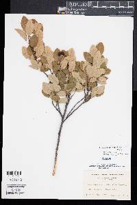 Amelanchier canadensis image
