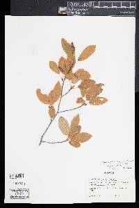 Amelanchier canadensis image