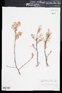 Amelanchier canadensis image