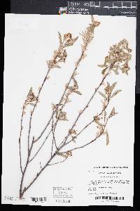 Amelanchier canadensis image