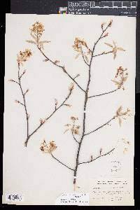 Amelanchier canadensis image