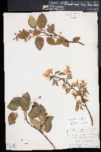 Amelanchier canadensis image