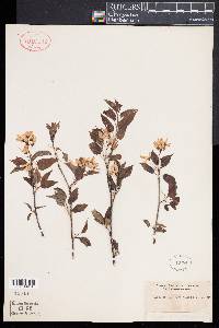 Amelanchier canadensis image