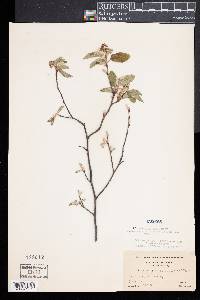 Amelanchier canadensis image