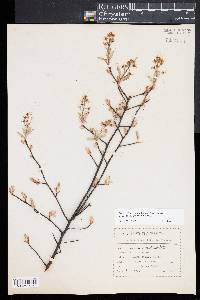 Amelanchier canadensis image