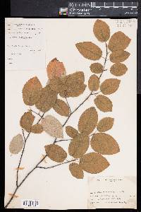 Amelanchier canadensis image