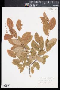 Amelanchier canadensis image