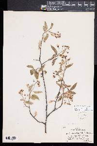 Amelanchier canadensis image