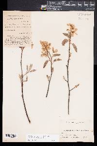 Amelanchier canadensis image