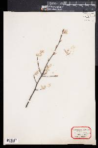 Amelanchier canadensis image