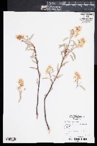 Amelanchier canadensis image