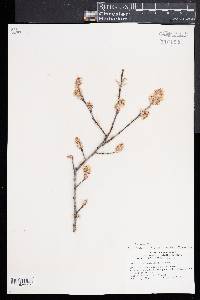 Amelanchier canadensis image