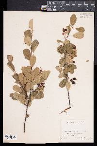 Amelanchier canadensis image