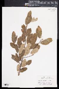 Amelanchier canadensis image