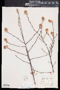 Amelanchier canadensis image