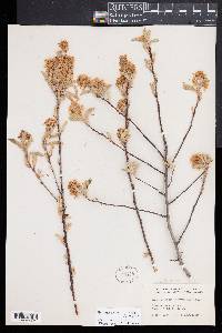 Amelanchier canadensis image