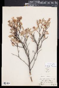 Amelanchier canadensis image