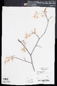 Amelanchier canadensis image