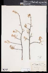 Amelanchier canadensis image