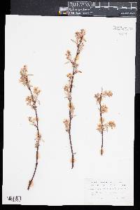 Amelanchier canadensis image