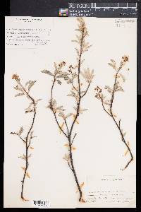 Amelanchier canadensis image