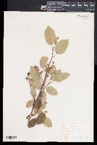 Amelanchier laevis image