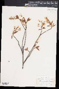 Amelanchier laevis image