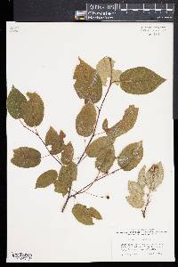 Amelanchier laevis image