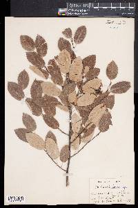 Amelanchier laevis image