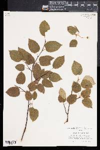 Amelanchier laevis image