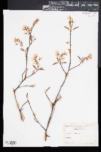 Amelanchier laevis image