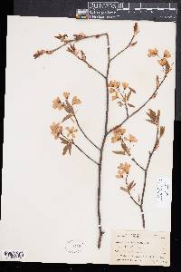 Amelanchier laevis image