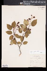 Amelanchier laevis image