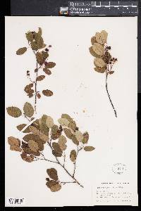 Amelanchier laevis image