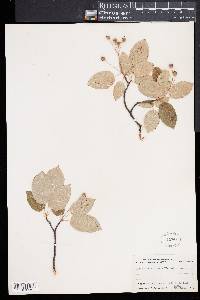 Amelanchier laevis image