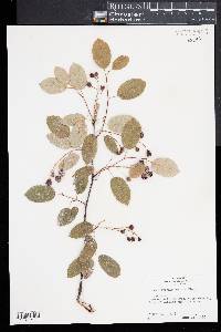 Amelanchier laevis image