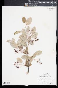 Amelanchier laevis image