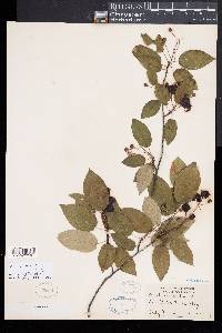 Amelanchier laevis image