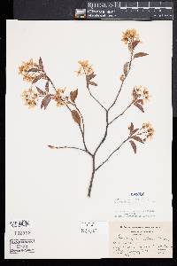 Amelanchier laevis image