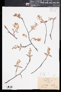 Amelanchier laevis image